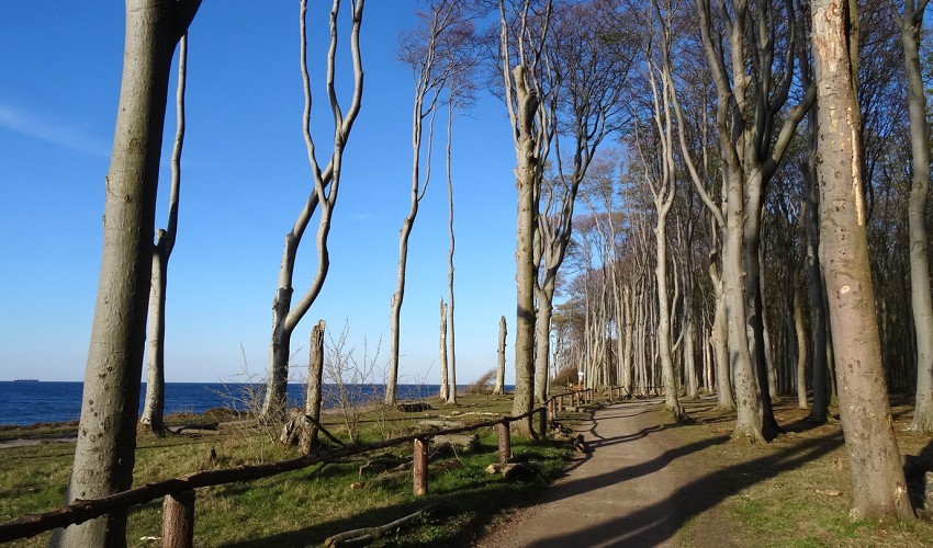 Wanderweg durch den Gespensterwald