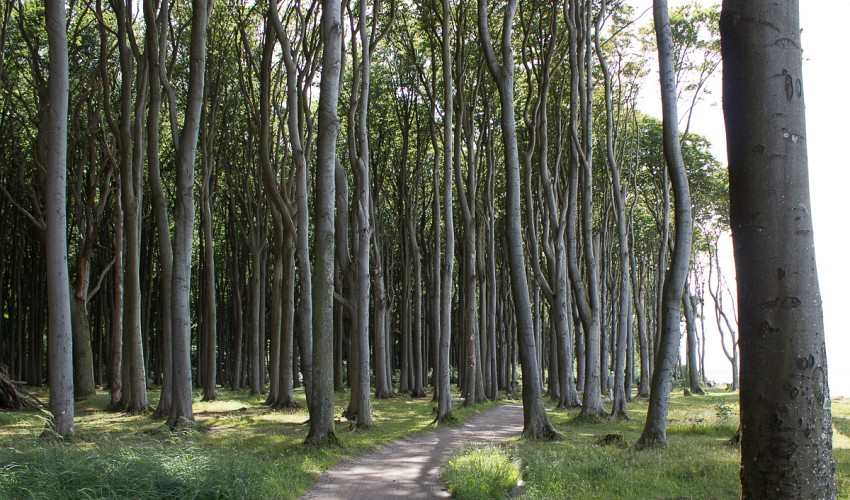 der Nienhäger Gespensterwald