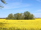 Rapsfeld am Ortsrand