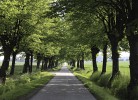 Alleestraße