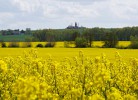 Blick über den Raps zum Bastorfer Leuchtturm