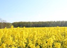 Rapsblüte