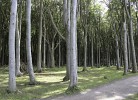 Gespensterwald bei Nienhagen