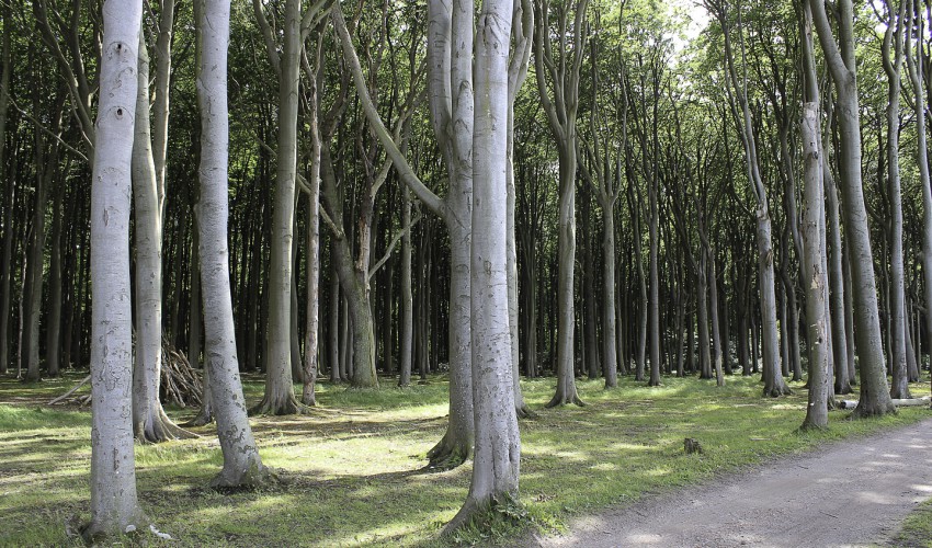 Gespensterwald bei Nienhagen