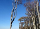 Windflüchter am Gespensterwald
