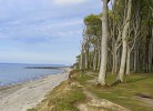 Gespensterwald in Richtung Nienhagen
