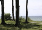 Gespensterwald bei Nienhagen