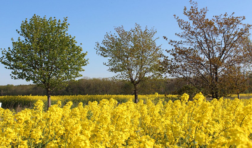 Rapsblüte rund um Blengow