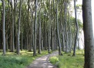 Nienhagen Gespensterwald