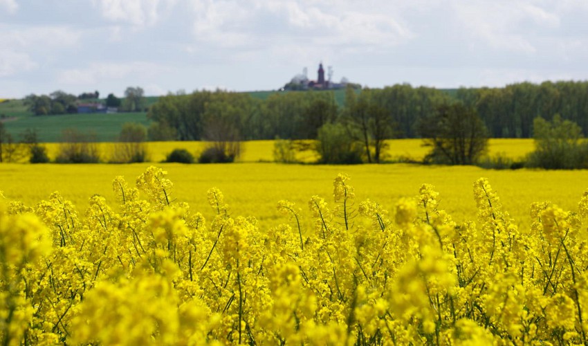 Rapsfeld und Blick auf den Bastorfer Leuchtturm
