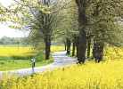die Rapsblüte