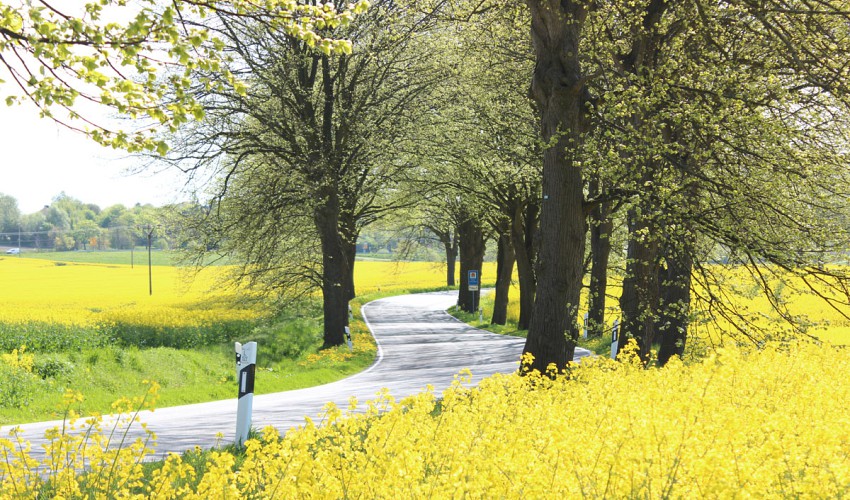 die Rapsblüte