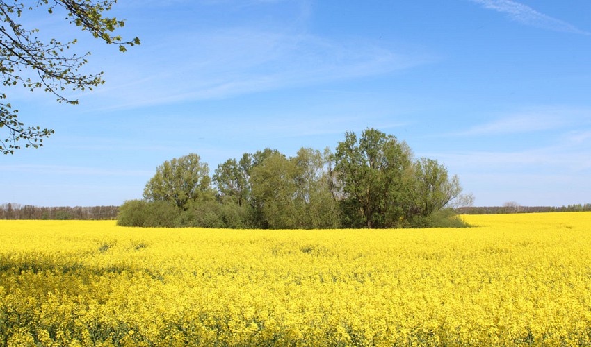 Rapsfeld am Ortsrand