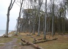 Gespensterwald