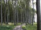 Gespensterwald zwischen Nienhagen und Börgerende