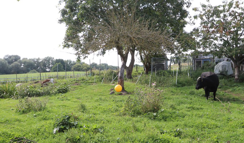 Blick zum Nachbargrundstück