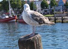 Möwe