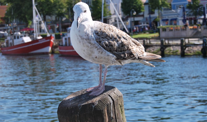 Möwe