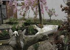 Garten hinter dem Haus