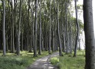 Gespensterwald bei Nienhagen