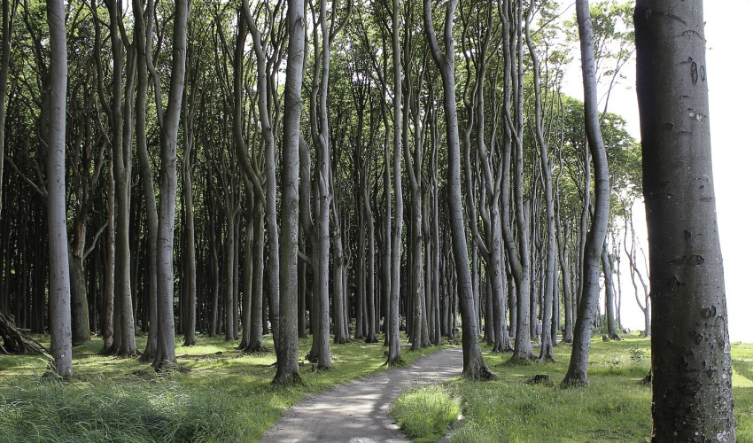 Gespensterwald bei Nienhagen