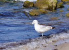 Ostseebewohner