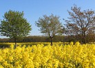 Rapsblüte