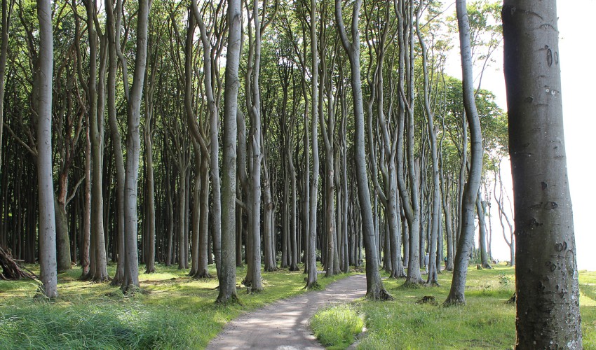 Gespensterwald