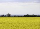 Rapsfeld