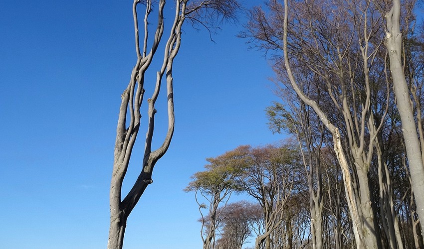 Windflüchter im Gespensterwald